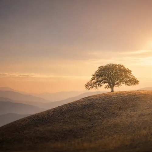 Nature Background 1