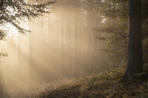 Nature Background 4