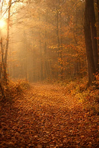Autumn Background 2