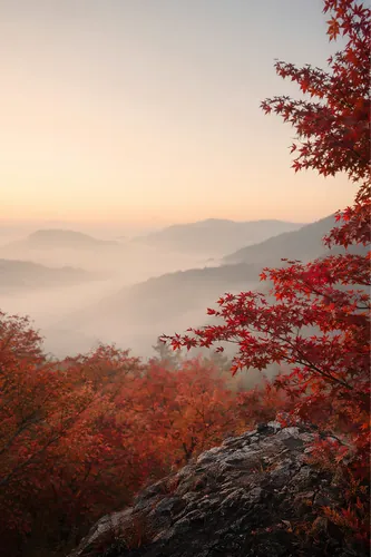 Autumn Background 6