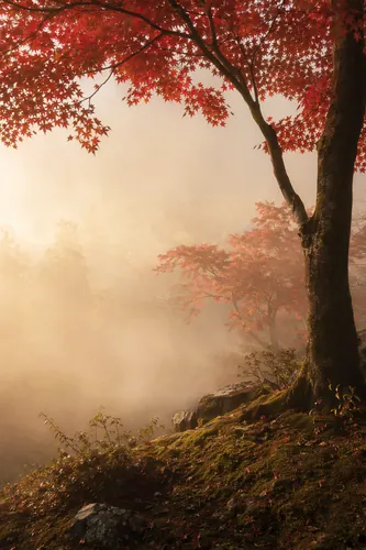 Autumn Background 7