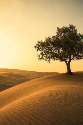 Desert Background 6