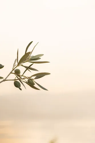 Flora Background 1