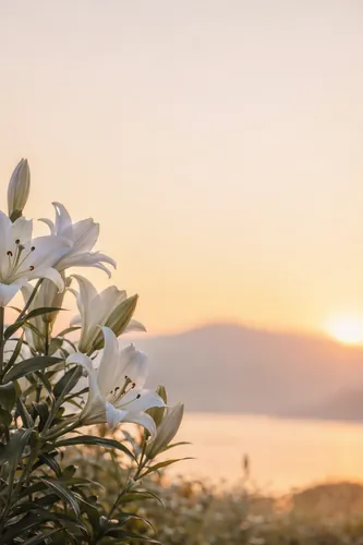 Flora Background 4