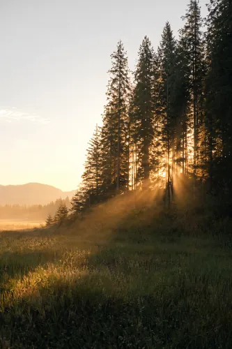 Forest Background 1