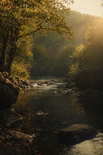 Forest Background 10