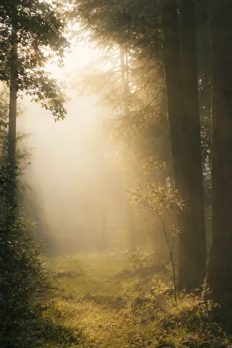 Forest Background 3