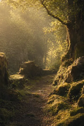 Forest Background 5