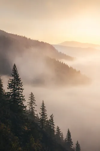 Forest Background 7