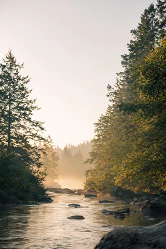 Forest Background 9