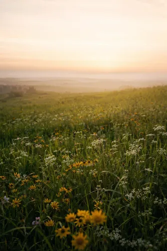 Spring Background 4
