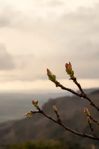 Spring Background 7