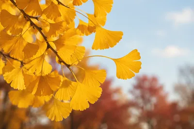 Golden Ginkgo Leaves in Autumn Light