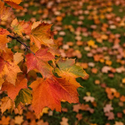 Colorful Autumn Maple Leaves Close-Up