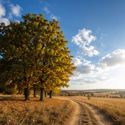 Peaceful Autumn Countryside Under Teal Sky
