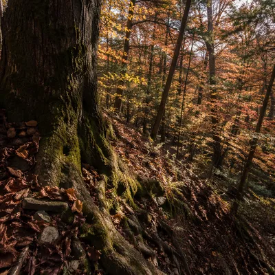 Glowing Autumn Woodland Hillside