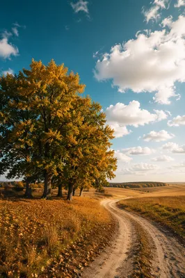 Peaceful Autumn Countryside with Golden Trees