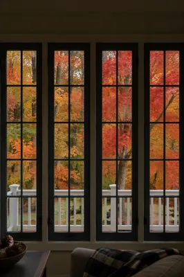 Autumn Woodland Through Dark Pane Windows