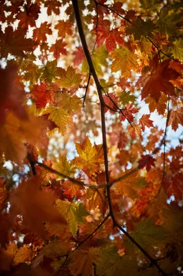 Sunlit Autumn Maple Canopy Close-Up