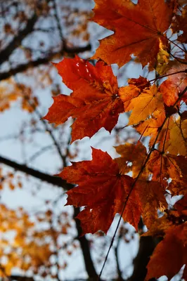 Vivid Autumn Maple Leaves Under Canopy