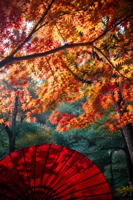 Colorful Autumn Leaves Above Crimson Parasol