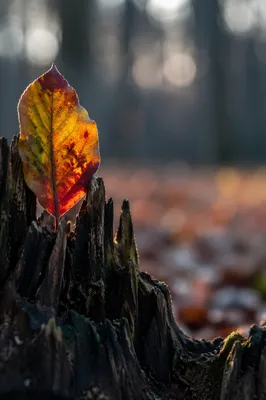 Colorful Autumn Leaf on Weathered Tree Stump