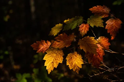 Sunlit Autumn Leaves in Shadowed Forest