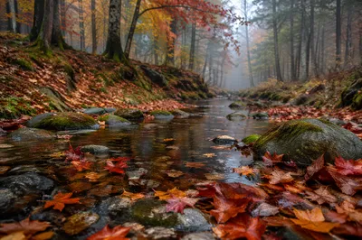 Quiet Autumn Forest Stream with Colorful Leaves