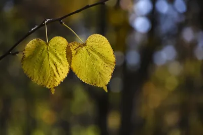 Backlit Heart-Shaped Autumn Leaves in Woodland