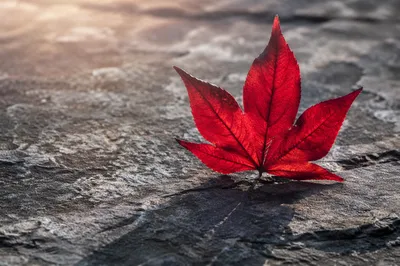 Crimson Autumn Leaf on Gray Stone