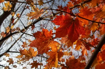 Vivid Autumn Maple Leaves Beneath Canopy