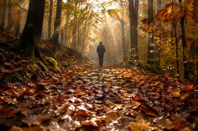 Serene Autumn Woodland Path at Sunrise
