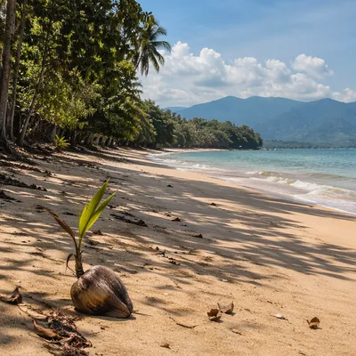 Peaceful Tropical Beach with Sprouting Coconut