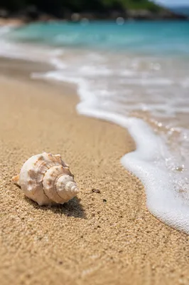 Quiet Tropical Beach Seashell Shoreline