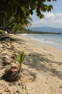 Peaceful Tropical Beach with Sprouting Coconut