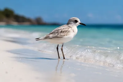 Tropical Shorebird on Sunlit Summer Beach
