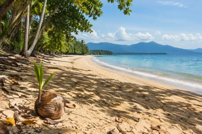 Peaceful Tropical Beach with Sprouting Coconut