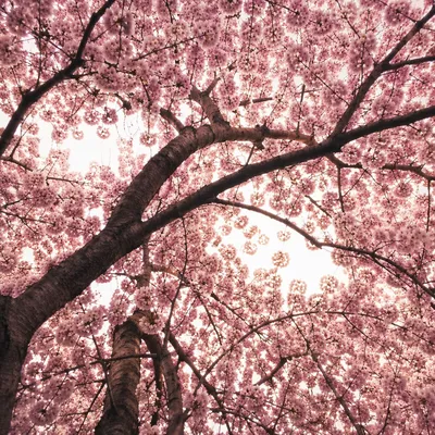 Upward View of Cherry Blossoms in Spring