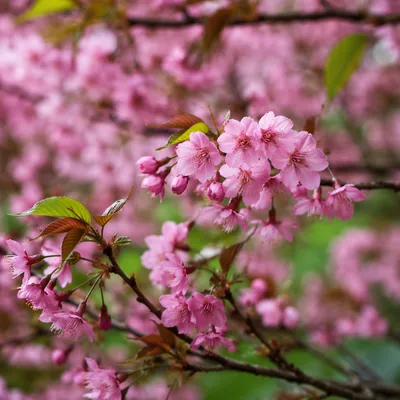 Spring Cherry Blossom Branches in Pink Bloom