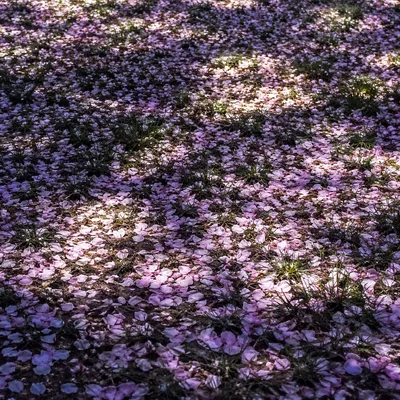 Cherry Blossom Petals on Spring Meadow