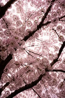 Blooming Cherry Blossom Canopy in Spring