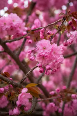 Pink Cherry Blossom Branches in Spring