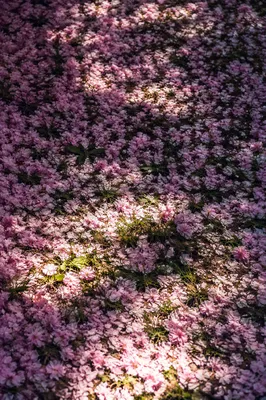 Cherry Blossom Petals on Spring Meadow