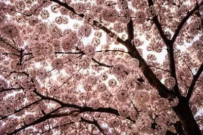 Upward View of Cherry Blossom Canopy