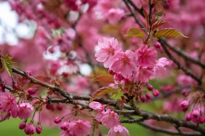 Spring Cherry Blossom Branches in Soft Focus