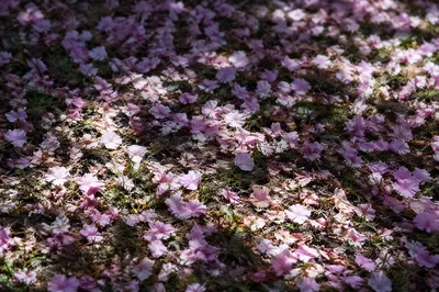 Cherry Blossom Petals on Spring Meadow