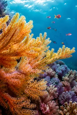 Vibrant Coral Reef with Tropical Fish