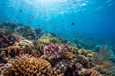 Colorful Coral Reef in Tropical Lagoon