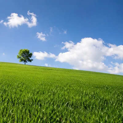 Green Countryside Field Beneath Peaceful Sky