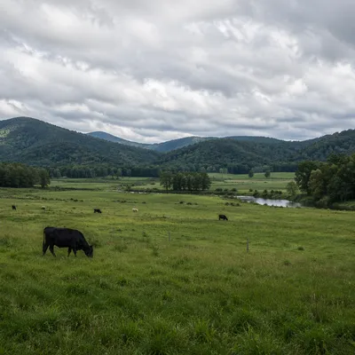 Peaceful Green Pasture Under Overcast Sky